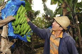 香蕉狼人国产在线,国产奇幻巨制，探索未知世界